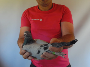 Pigeon image