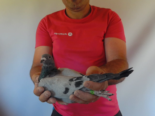 Pigeon image