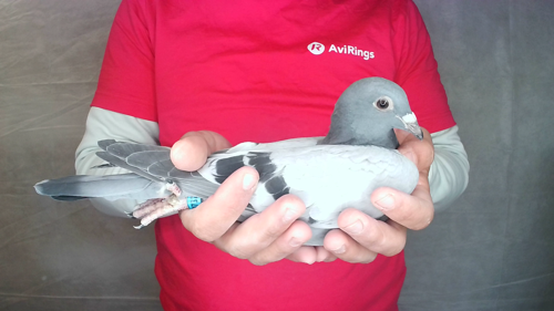 Pigeon image