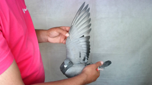 Pigeon image
