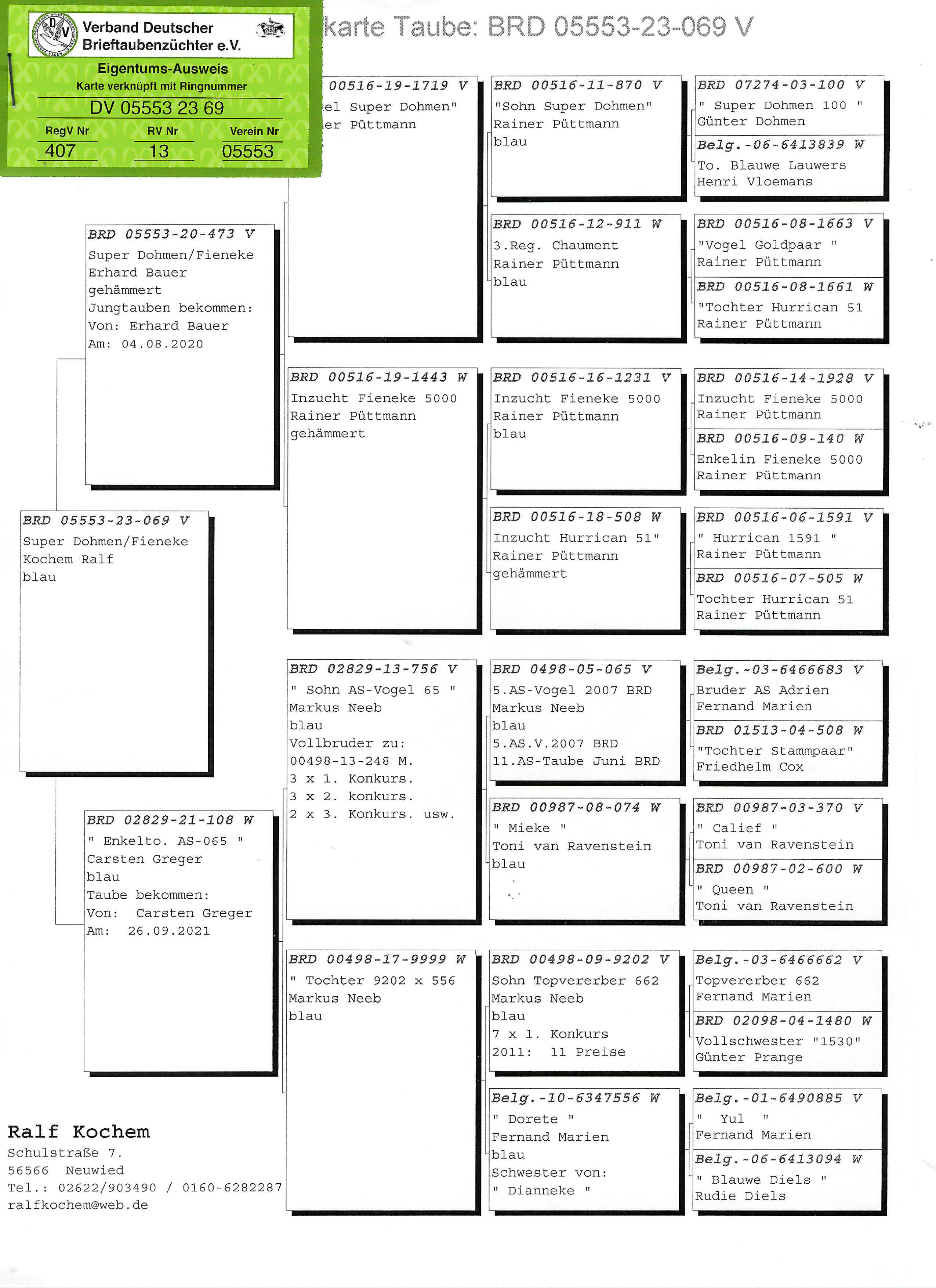 Pigeon pedigree image