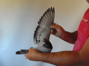 Pigeon image
