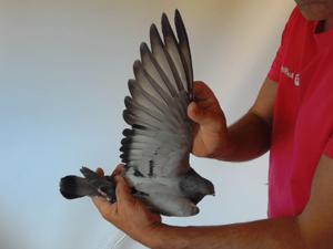 Pigeon image