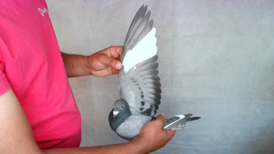 Pigeon image