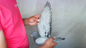 Pigeon image