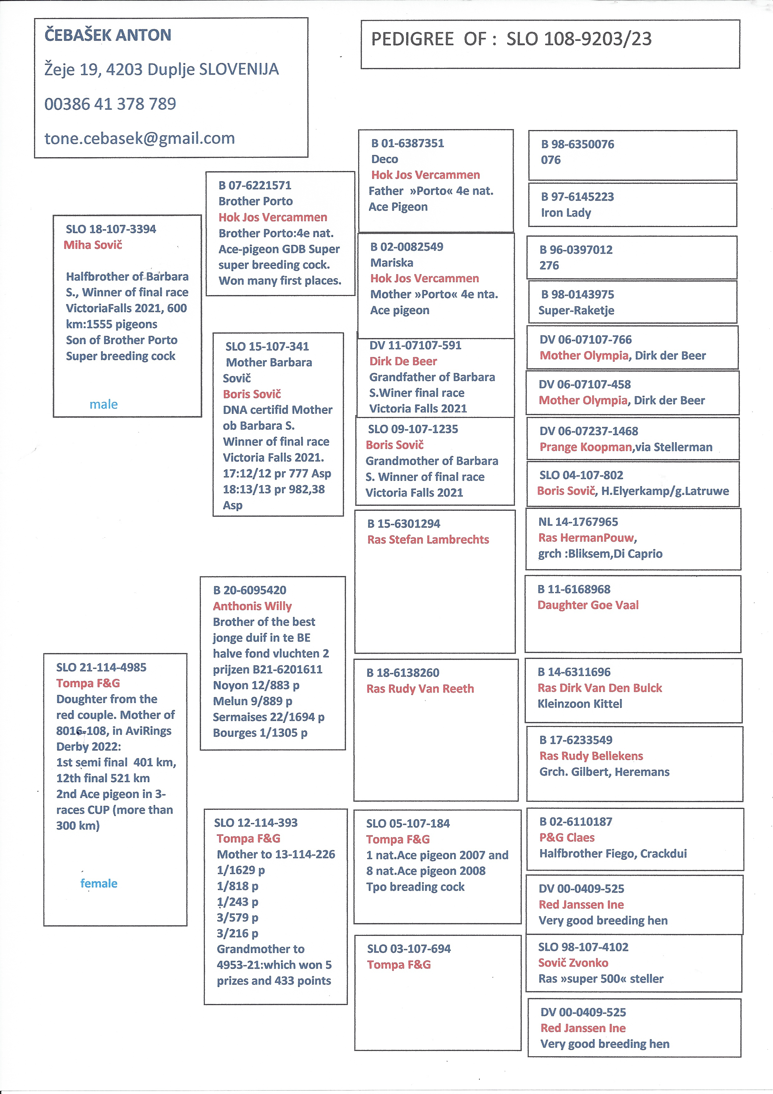 Pigeon pedigree image