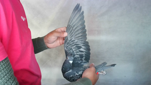 Pigeon image