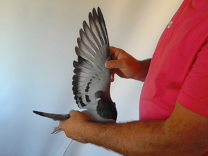 Pigeon image