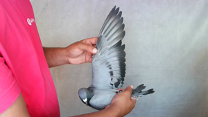 Pigeon image