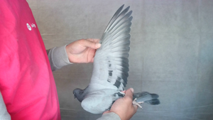 Pigeon image