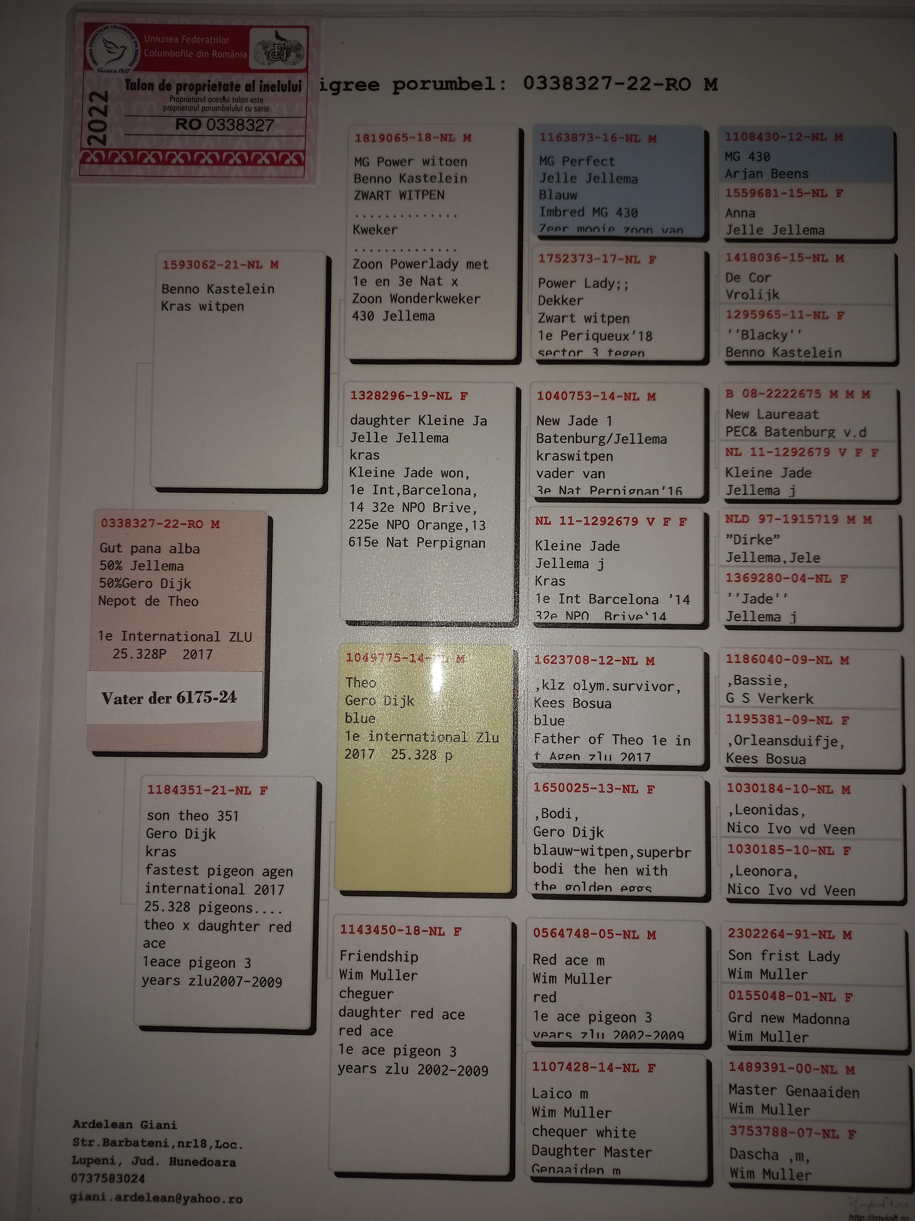 Pigeon pedigree image