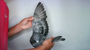 Pigeon image