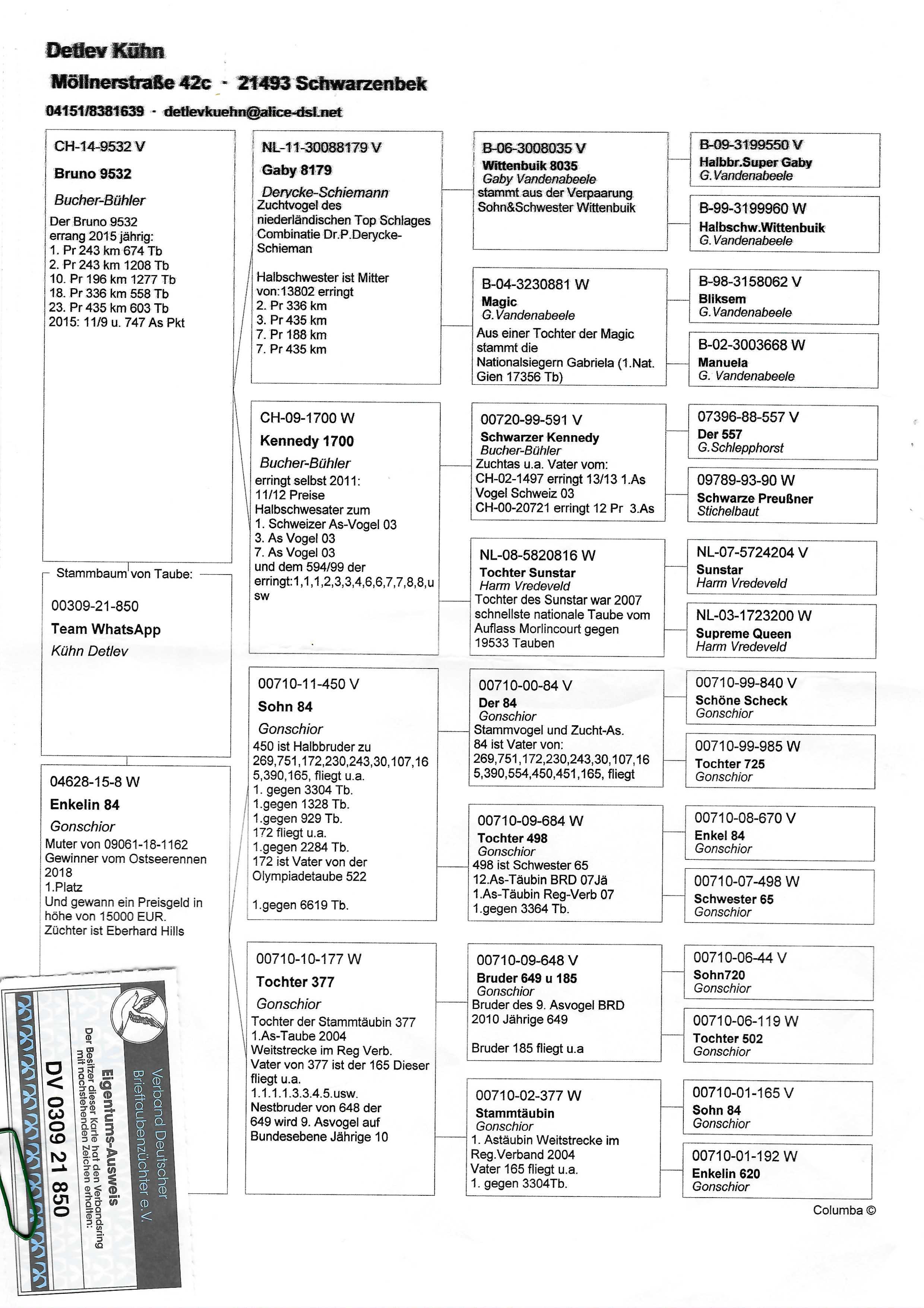 Pigeon pedigree image