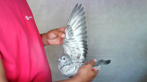 Pigeon image