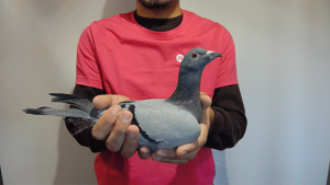 Pigeon image