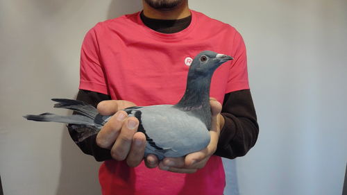 Pigeon image