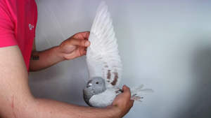 Pigeon image