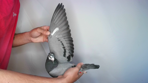 Pigeon image