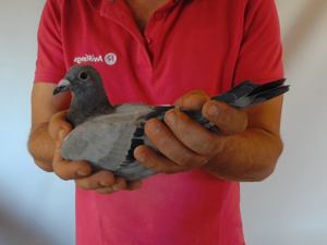 Pigeon image