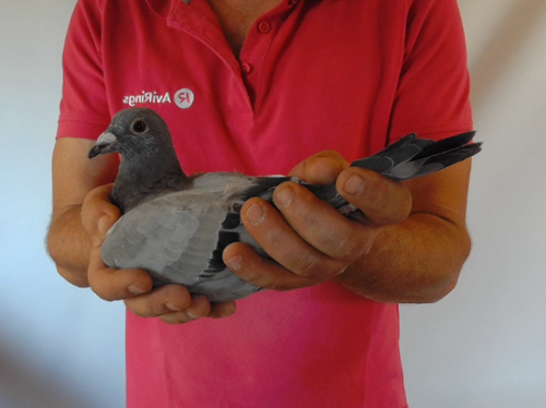 Pigeon image