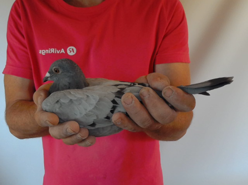 Pigeon image