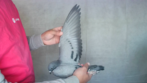 Pigeon image