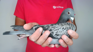 Pigeon image