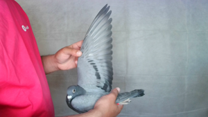 Pigeon image