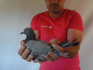 Pigeon image