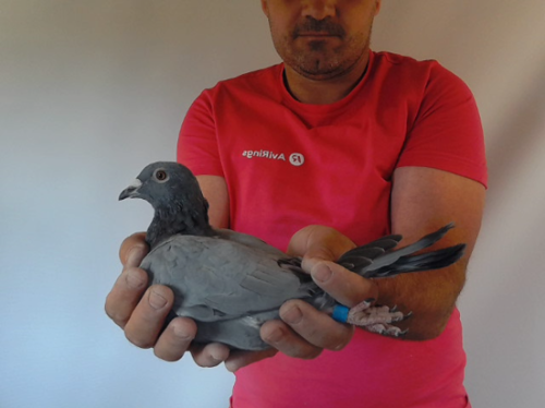 Pigeon image