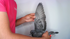 Pigeon image