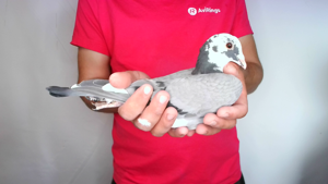 Pigeon image