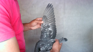 Pigeon image