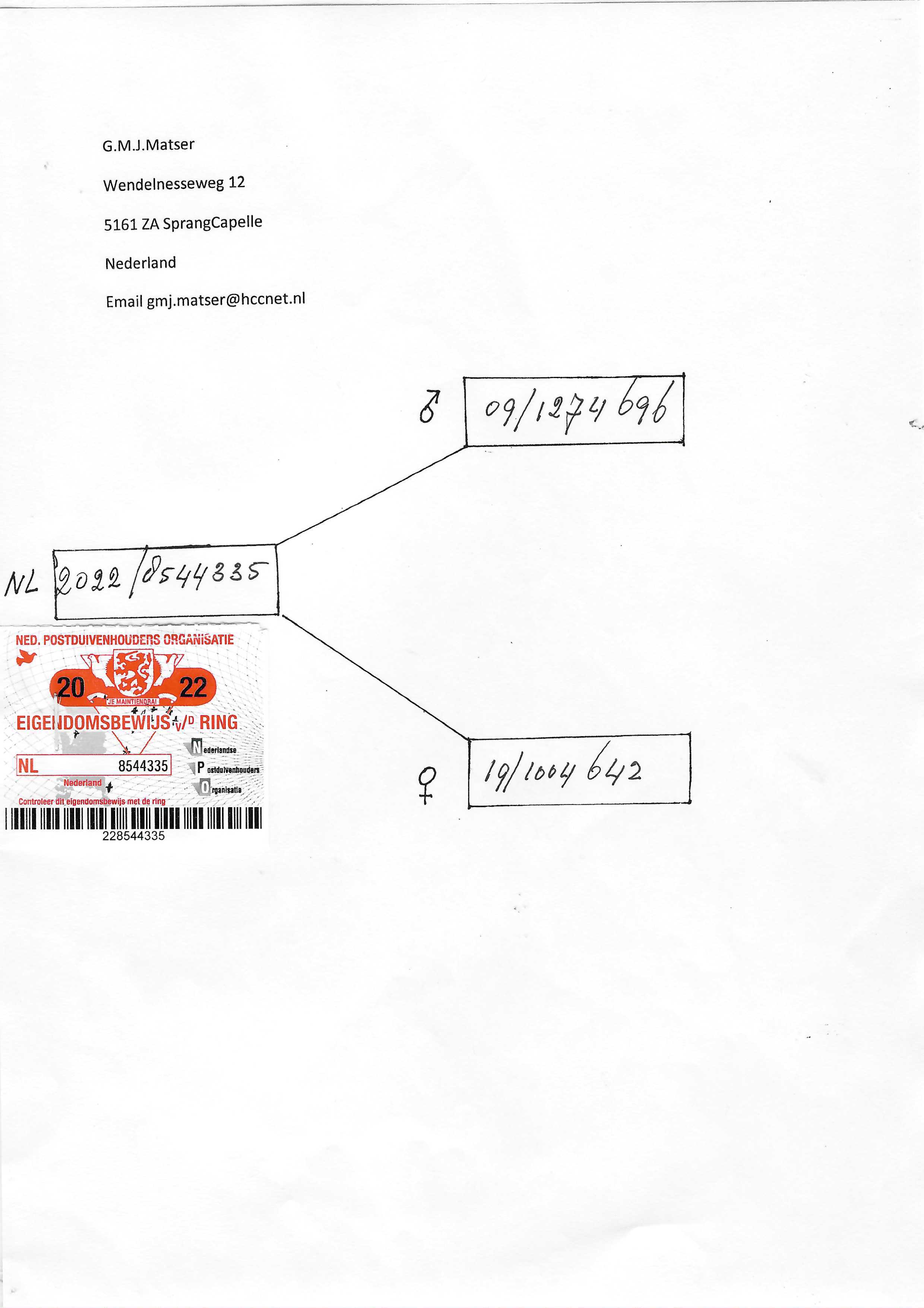 Pigeon pedigree image