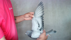 Pigeon image