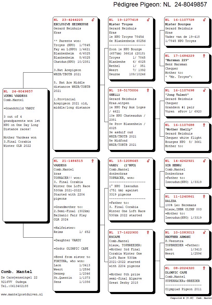 Pigeon pedigree image