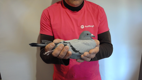 Pigeon image