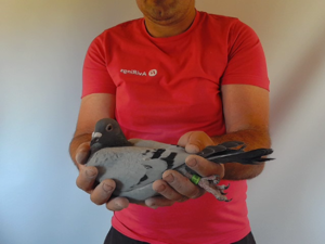 Pigeon image