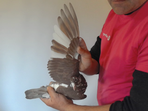 Pigeon image