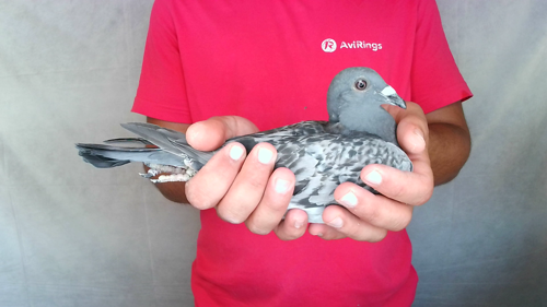 Pigeon image