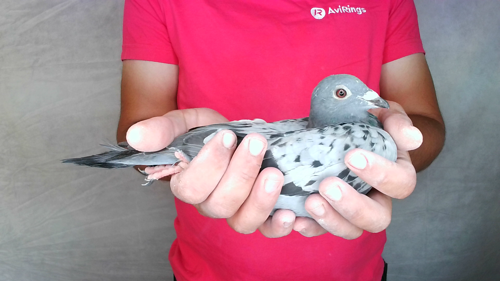 Pigeon image