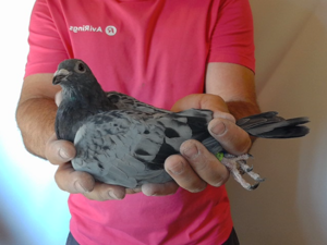 Pigeon image