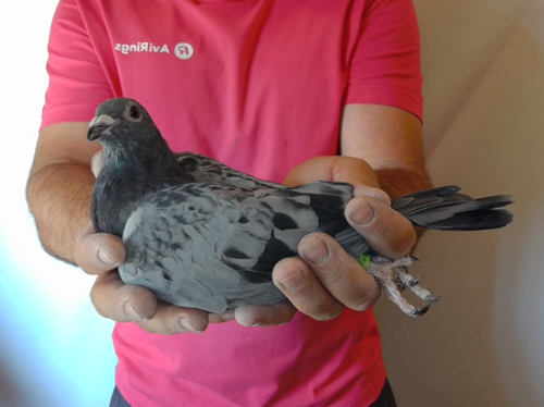 Pigeon image