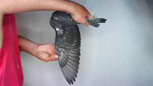 Pigeon image