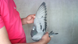 Pigeon image