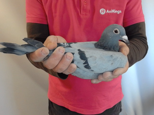 Pigeon image