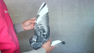 Pigeon image