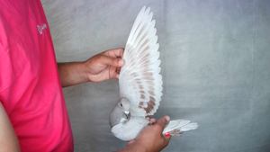 Pigeon image