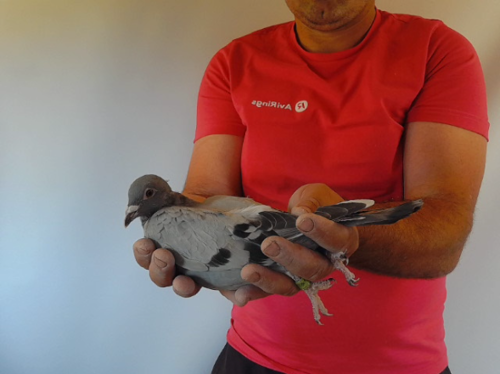 Pigeon image