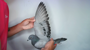 Pigeon image